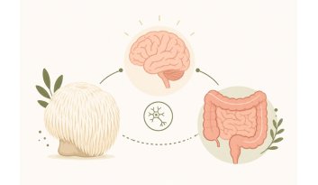 Hericium: Cos'è il Fungo della Mente e Tutti i Suoi Benefici | Guida 2026