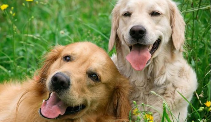Cosa sapere sugli antiparassitari per il tuo amico cane
