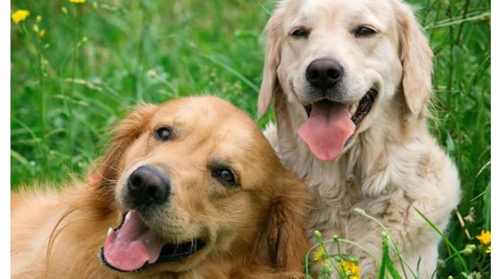 Cosa sapere sugli antiparassitari per il tuo amico cane