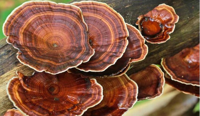 Il Reishi, un fungo miracoloso