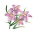 Centaury - Fiore di Bach n°4 Guna - 10 ml