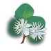 Clematis - Fiore di Bach n°9 Guna - 10 ml