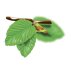 Elm - Fiore di Bach n°11 Guna - 10 ml