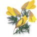 Gorse - Fiore di Bach n°13 Guna - 10 ml