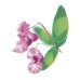 Impatiens - Fiore di Bach n°18 Guna - 10 ml