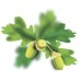 Oak - Fiore di Bach n°22 Guna - 10 ml