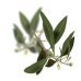 Olive - Fiore di Bach n°23 Guna - 10 ml