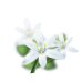 Star of Bethlehem - Fiore di Bach n°29 Guna - 10 ml