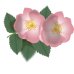 Wild Rose - Fiore di Bach n°37 Guna - 10 ml