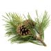 Pranarom Olio Essenziale BIO - Pino Silvestre - 10 ml