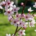 Cherry Plum - Fiore di Bach originale n° 6 - 20 ml