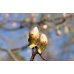 Chestnut Bud - Fiore di Bach originale n° 7 - 20 ml