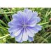 Chicory - Fiore di Bach Originale n°8 - 20 ml