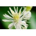 Clematis - Fiore di Bach Originale n°9 - 20 ml