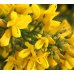 Gorse - Fiore di Bach Originale n°13 - 20 ml