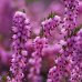 Heather - Fiore di Bach Originale n°14 - 20 ml