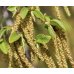 Hornbeam - Fiore di Bach Originale n°17 - 20 ml