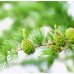 Larch - Fiore di Bach Originale n°19 - 20 ml