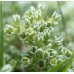 Scleranthus - Fiore di Bach Originale n°28 - 20 ml