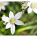 Star of Bethlehem - Fiore di Bach originale n°29 - 20 ml