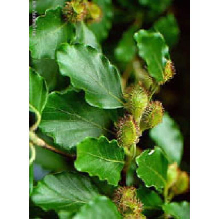 MSA FAGUS SYLVATICA 50ML