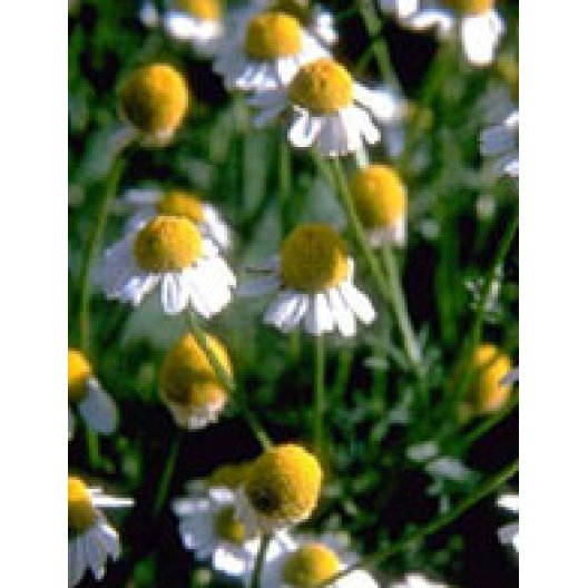 TSA MATRICARIA CHAMOMILLA 50ML