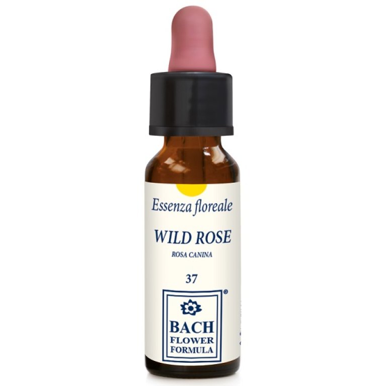 WILD ROSE ORIGINAL 10ML GTT