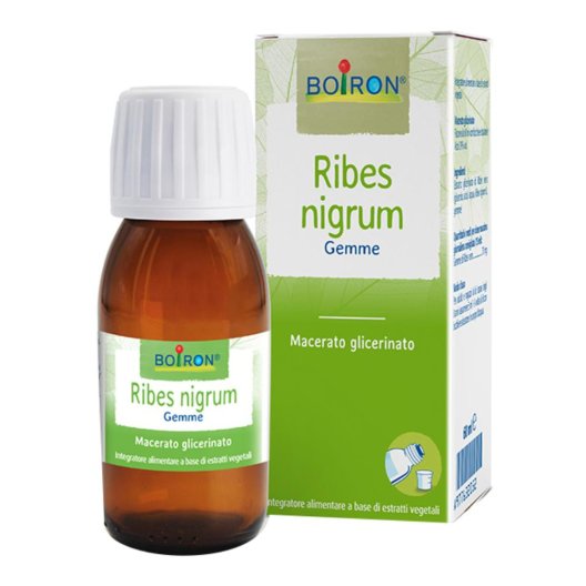 RIBES NIGRUM 7CH GR RIBES NIGRUM 7CH GR
